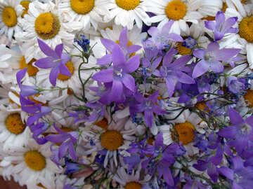 Spring  flowers. №9798