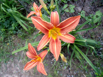 Day-lily №9792