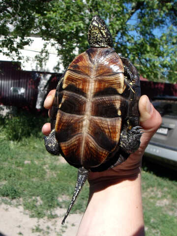 Bauch  Schildkröte