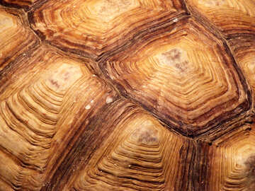 Carapace  tortue. Texture №9483
