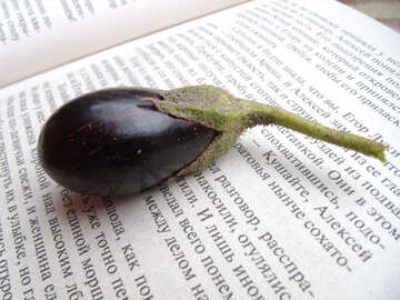 Eggplant №9218
