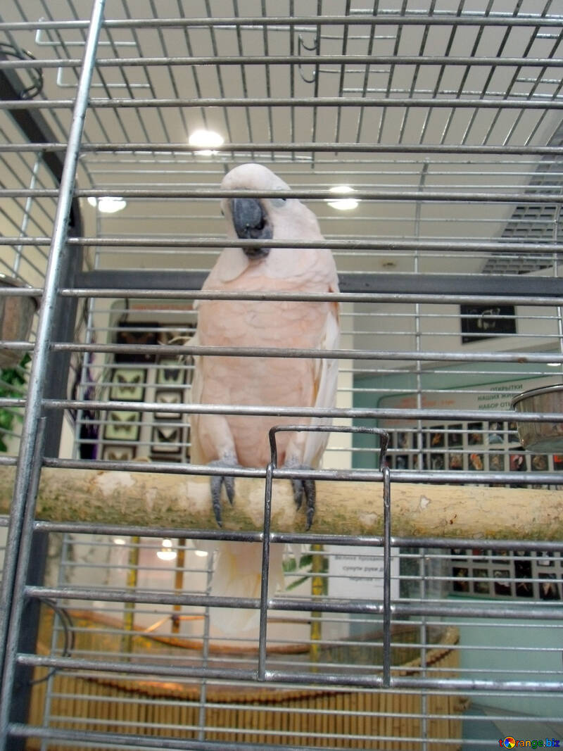 Home  white  parrot №9456