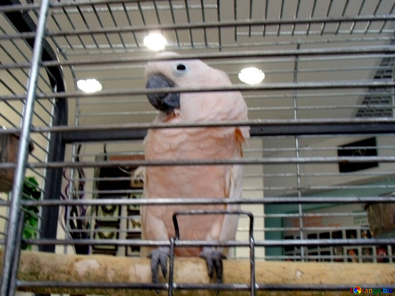 Білий папуга в клітці №9461