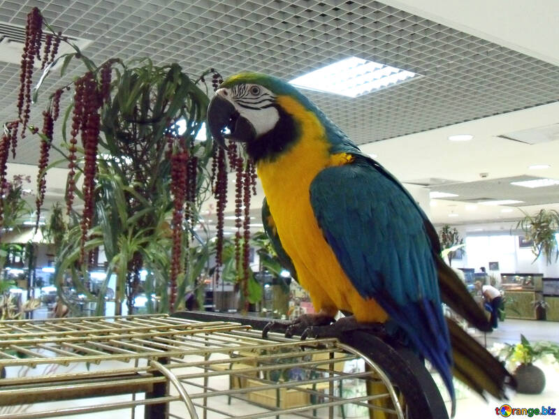 Parrot  Ara №9480