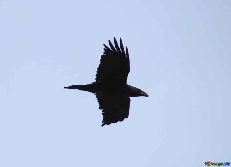 Crow №9663