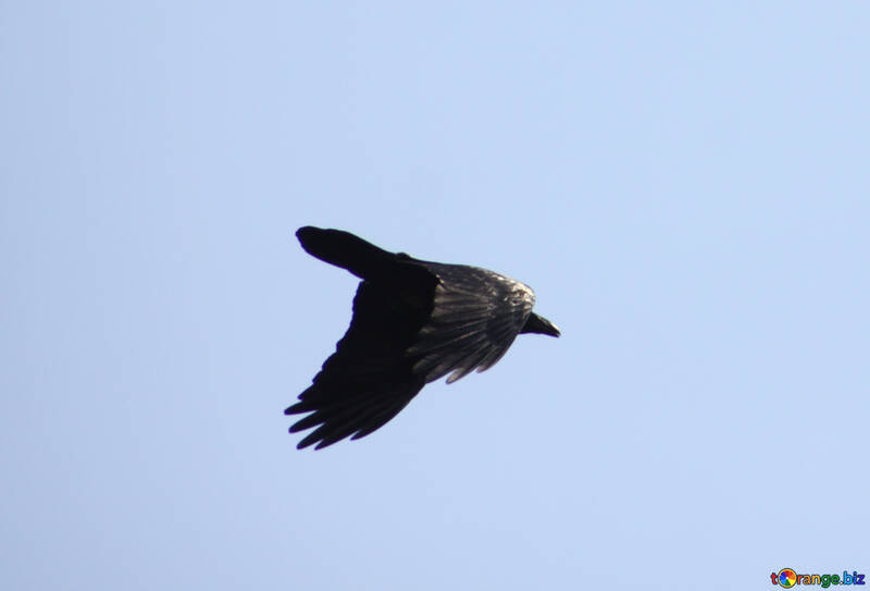 Flight  Crows №9662