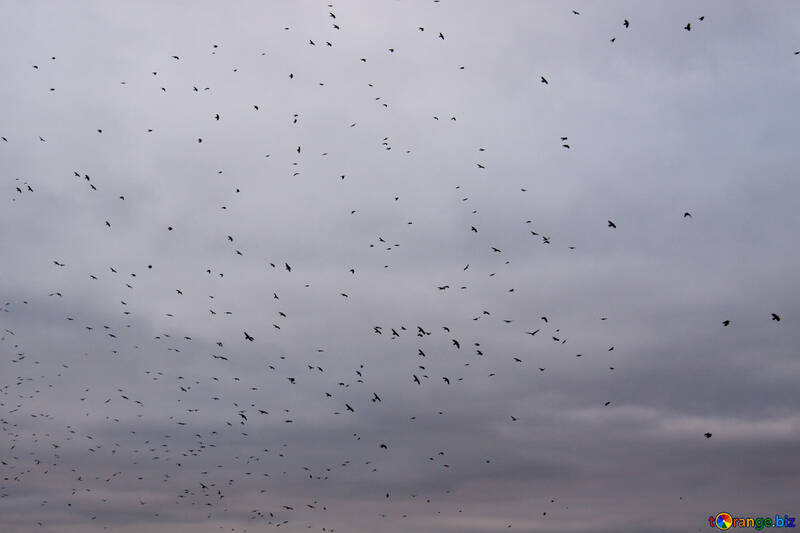 Flock  raven    sky. №9013