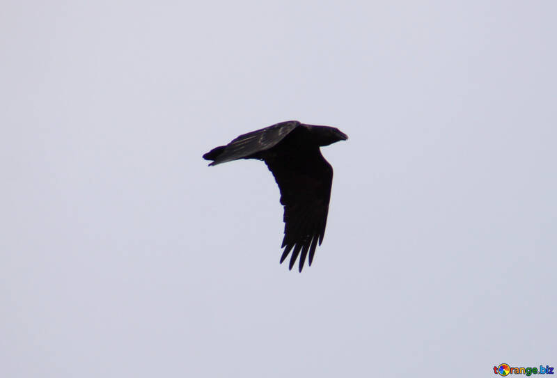 Cuervo  en  cielo №9661