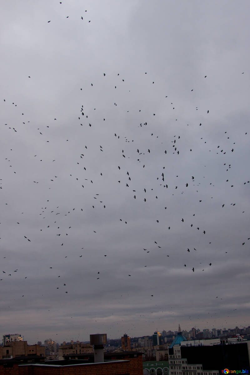 Ravens  in  sky №9020