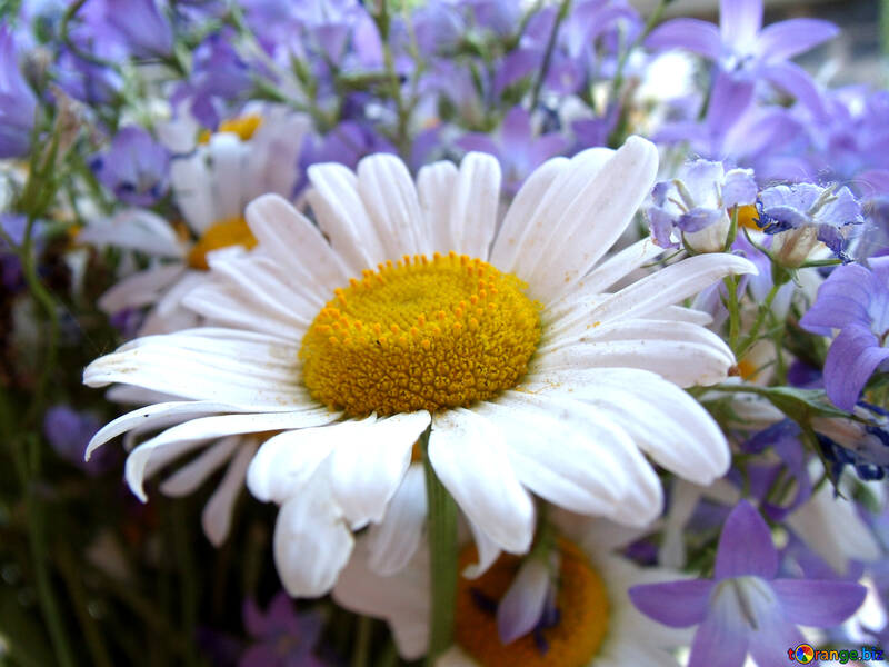 Gänseblümchen    Blumenstrauß. №9765