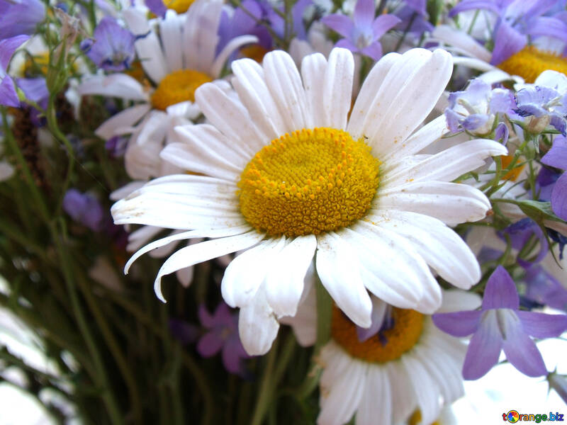 Daisy    bouquet №9781