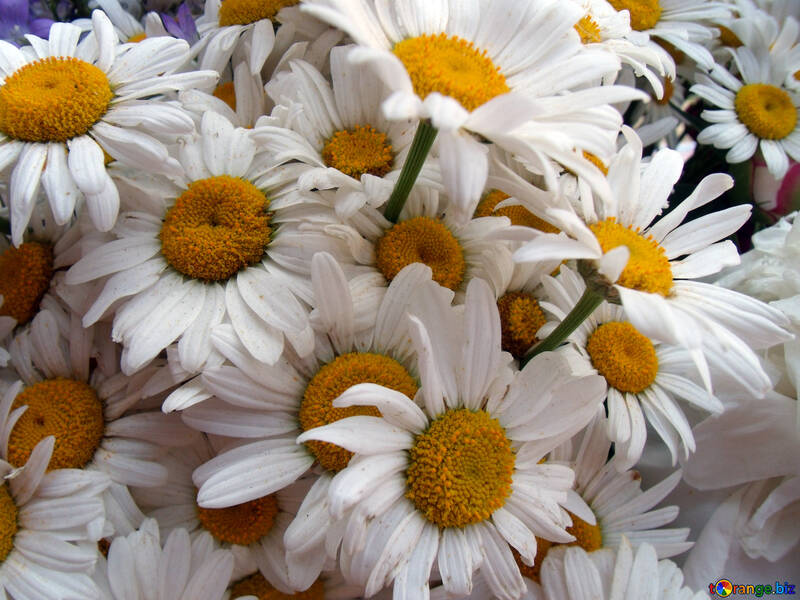 Bouquet  large  daisies. №9753