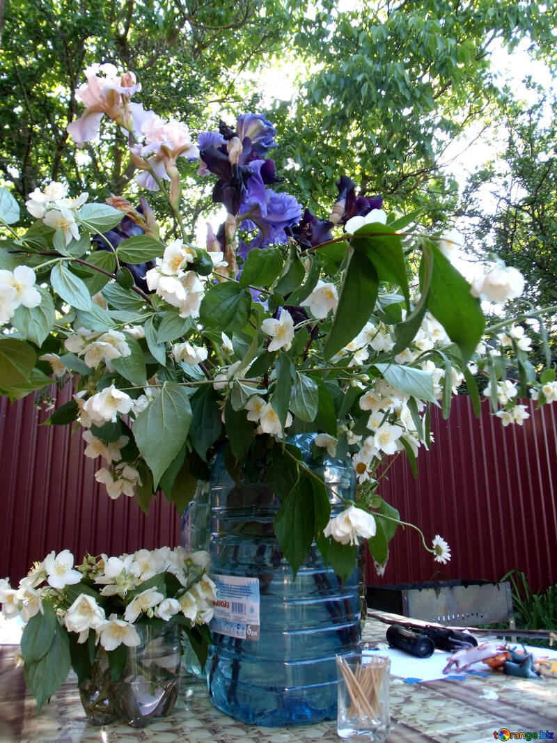 Branches  floraison  jasmin  bouquet. №9808