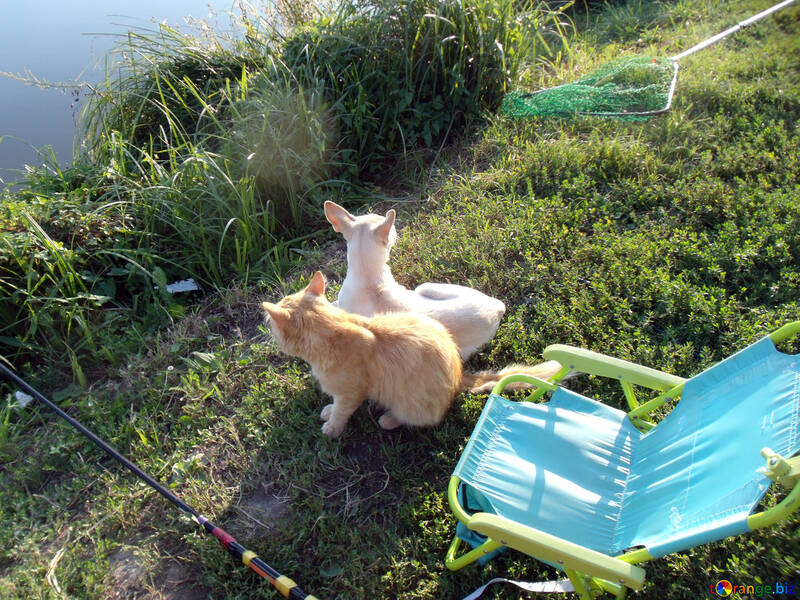 Gato  e  cão    Pesca №9494