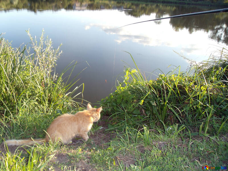 Кіт ловить рибу №9488