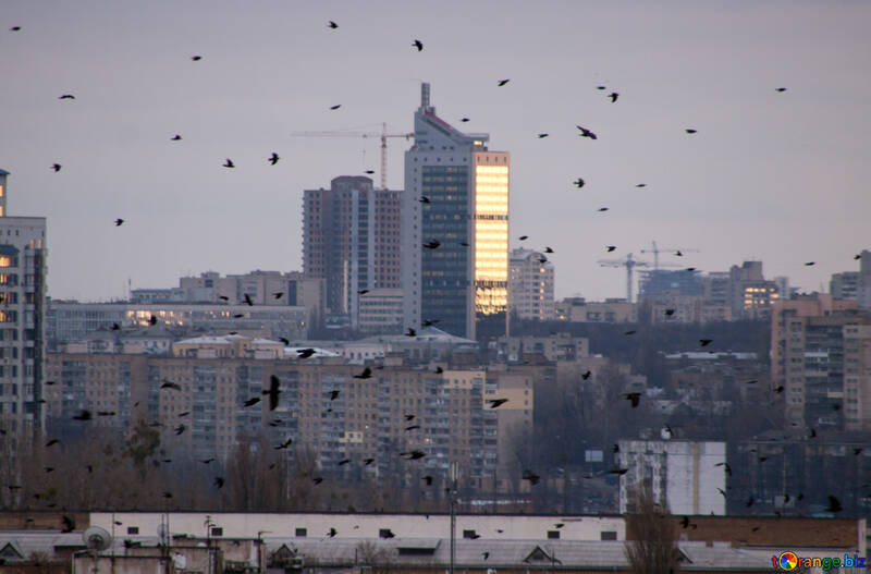 Ravens  in  City №9021