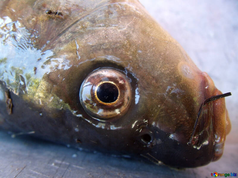 Fish  Eye №9283