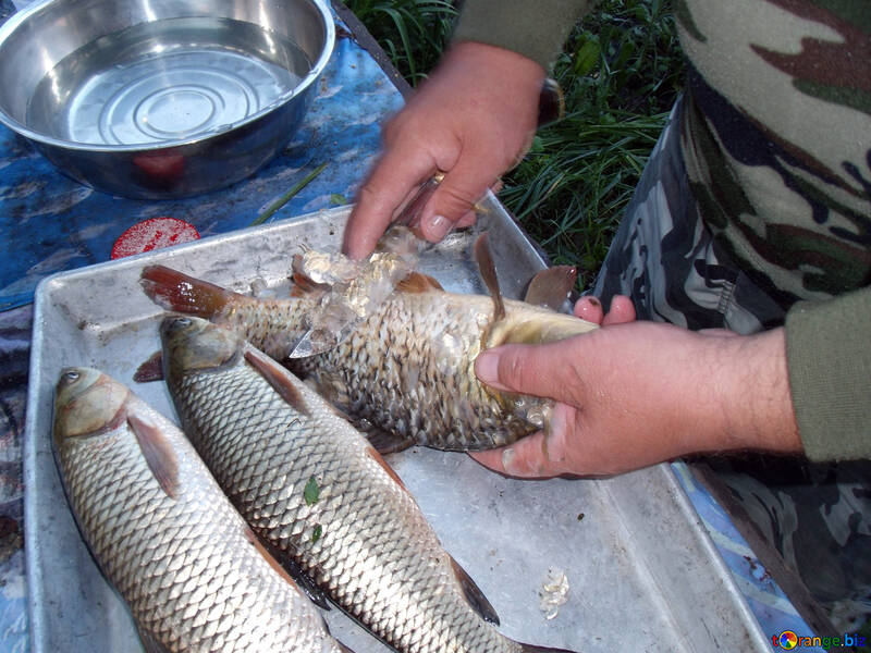 Cleaning  grass  carp №9274