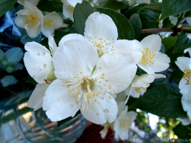Flowers  Jasmine №9738