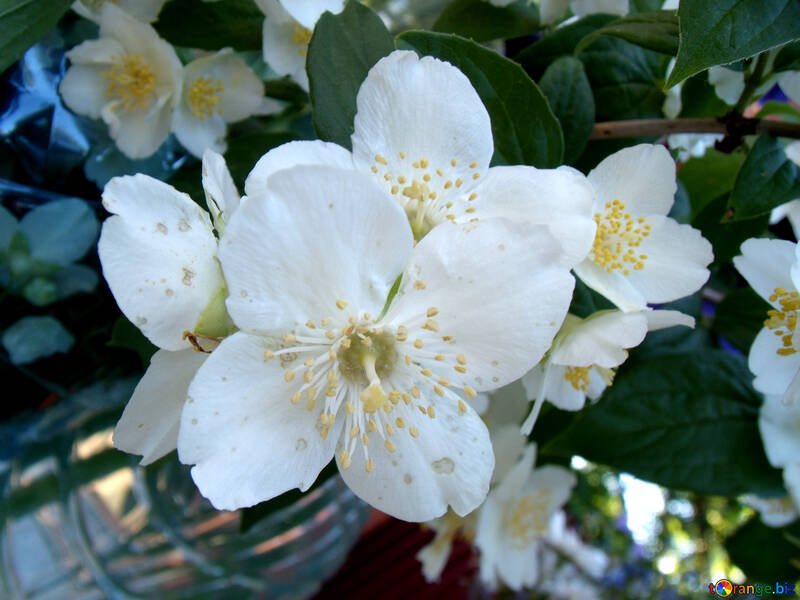 Fleurs  Jasmin №9738