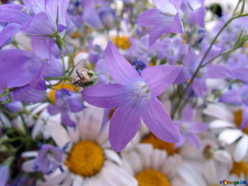 Garden  flowers. №9751