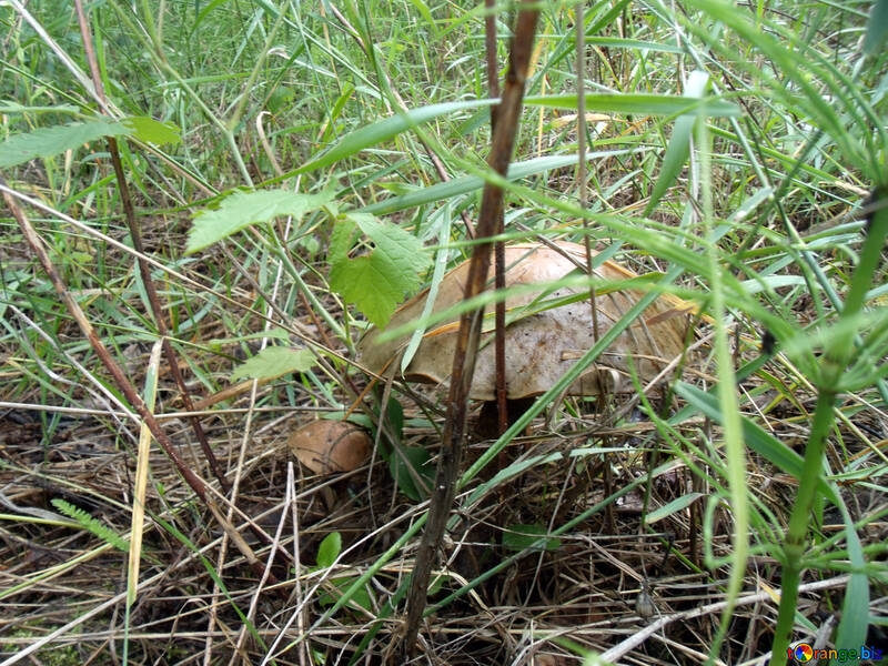 Forest  mushrooms №9423