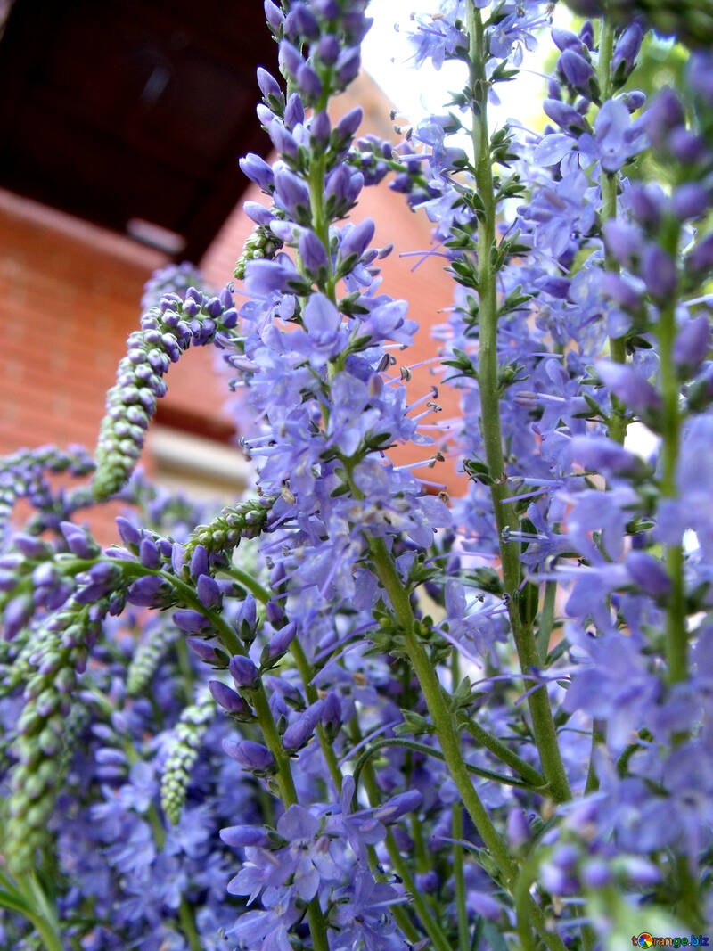 Por muito tempo  campo  flores №9739