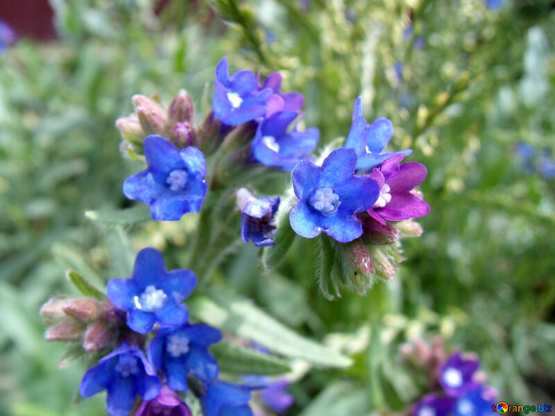 Flowers  lungwort №9759