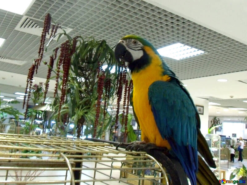 Parrot  macaw  on  cage №9463