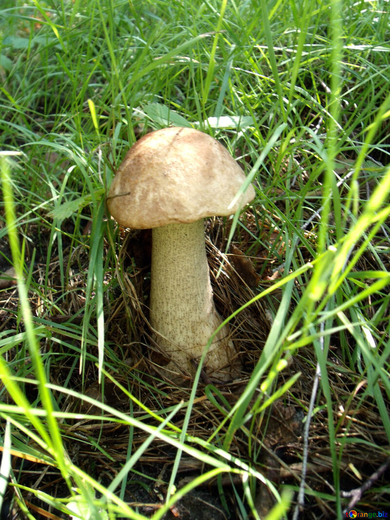 Mushroom.  Background. №9430