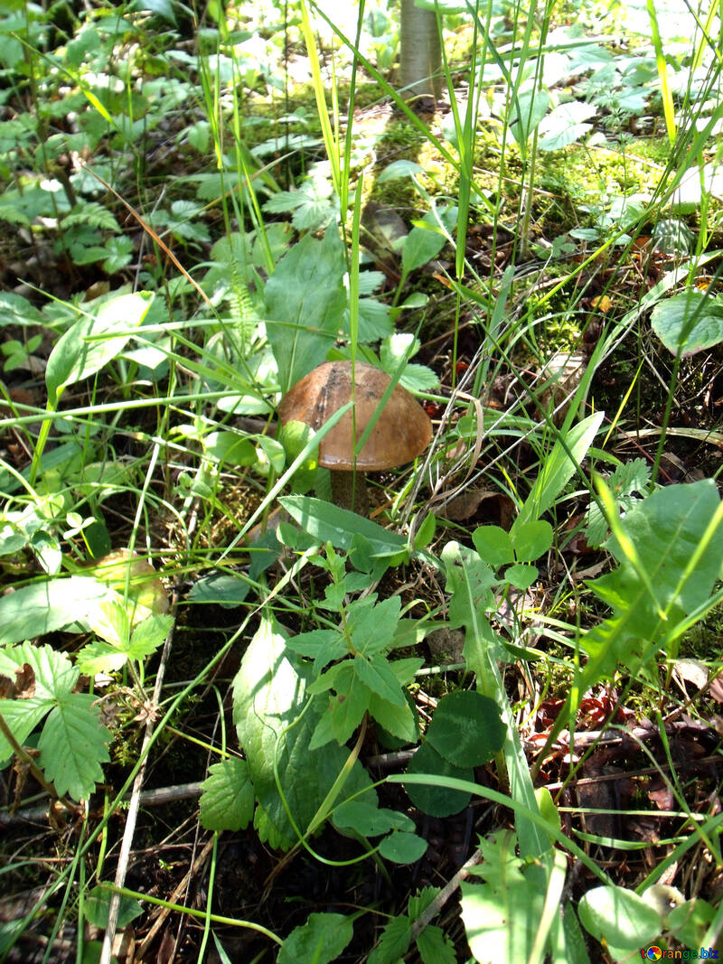 Champignon    Forêt №9393