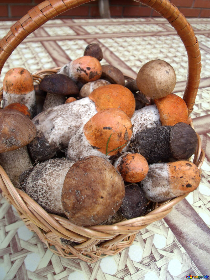 Comestível  cogumelos №9451