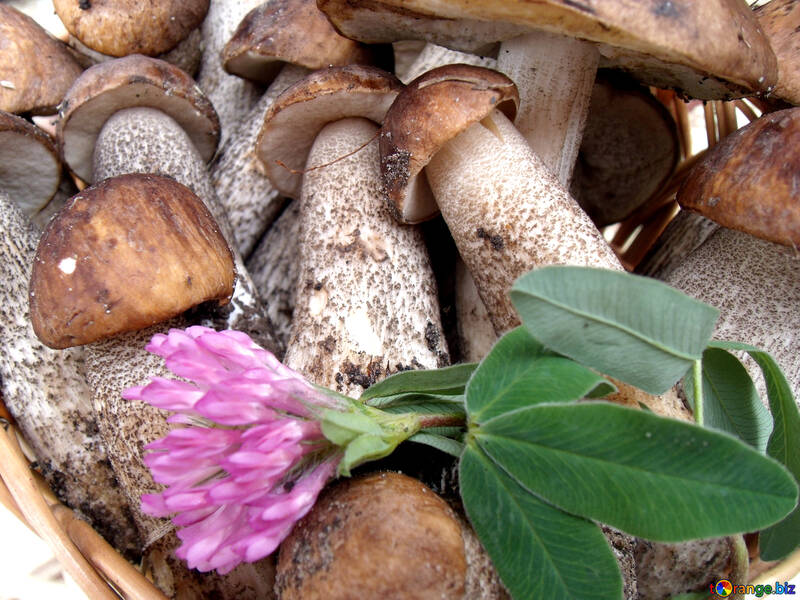 Cogumelos  e  flor №9425