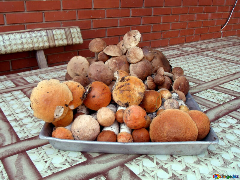 Лісові гриби №9450