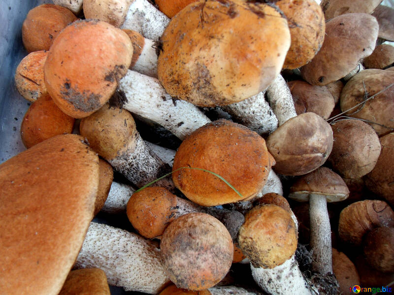Mushrooms   Orange  hats №9427