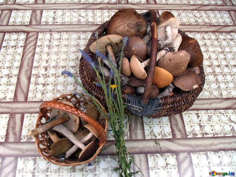 Mushrooms    table №9384