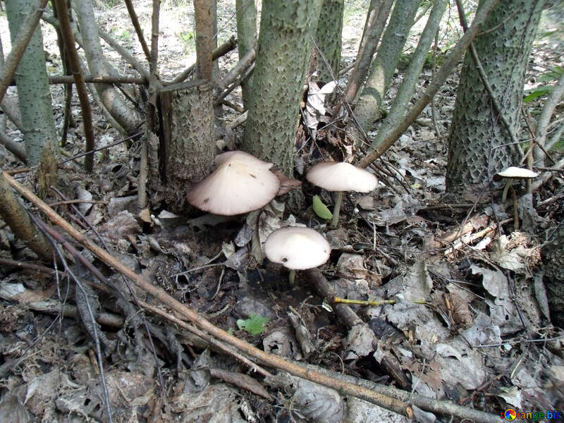 Cogumelos №9653