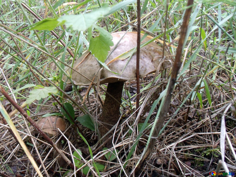 Automne.   champignons papiers peints ordinateur de bureau №9433