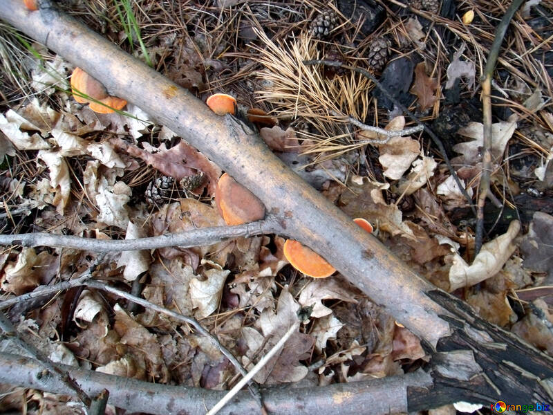 Mushrooms  at  branches №9655