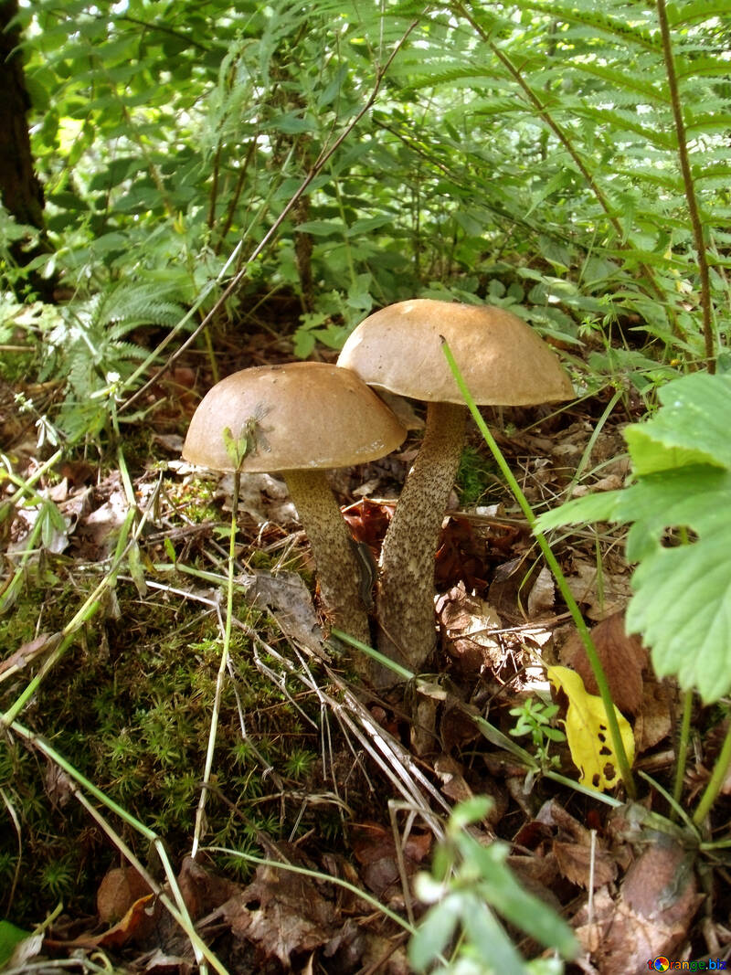 Papier peint   ordinateur de bureau    Champignons   №9434