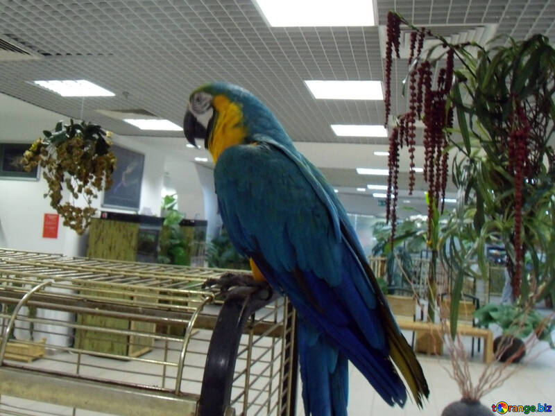 Exhibition  Parrots №9476