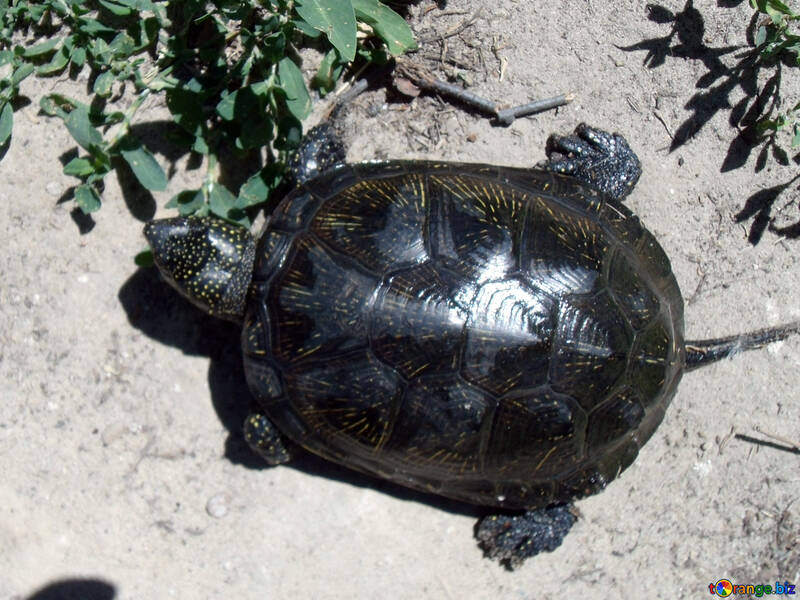 Freshwater  turtle  №9296