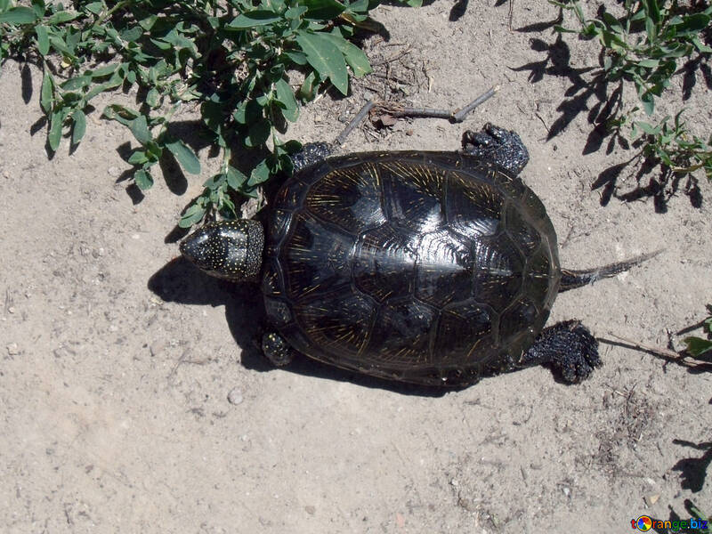 Land  turtle №9307