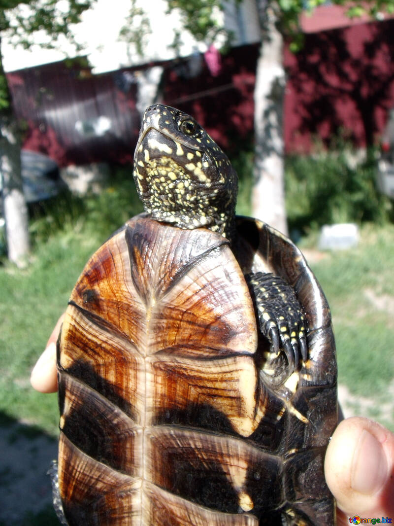 Roth  turtle №9299