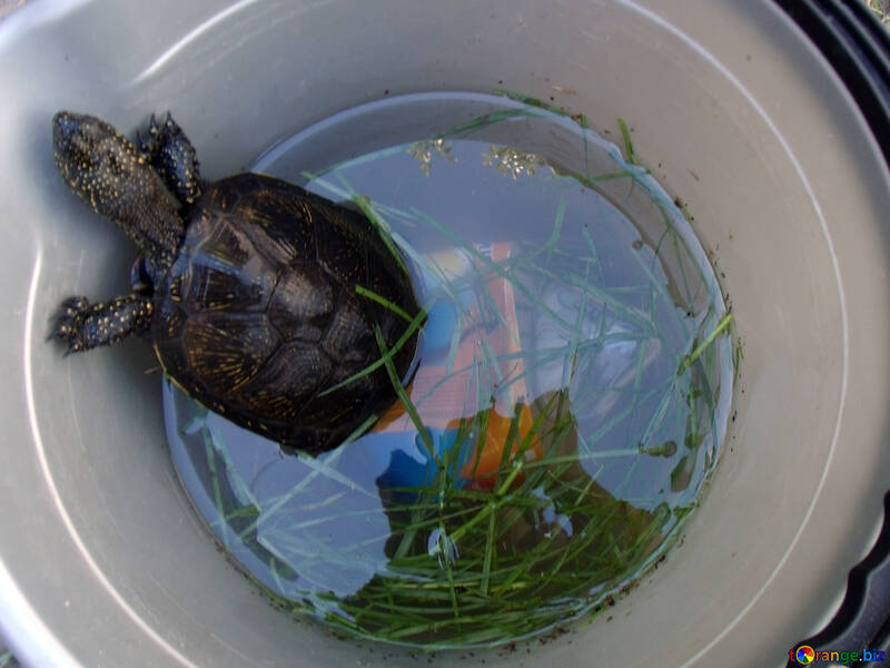 Turtle  in  bucket №9304