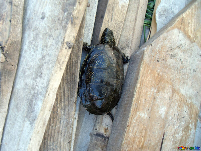 Turtle  crawling №9300