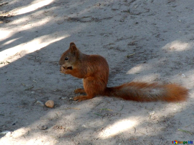 Squirrel №9998