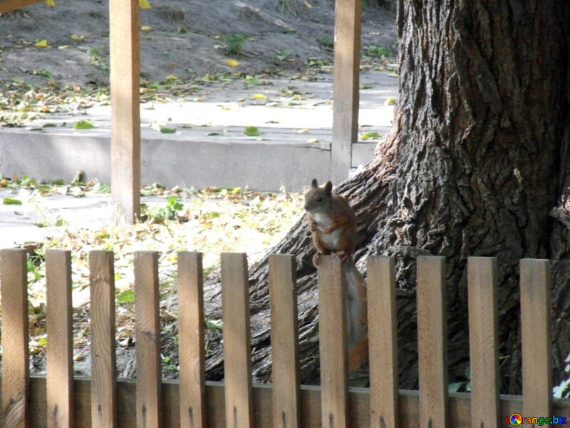 Eichhörnchen  an  Zaun №9982