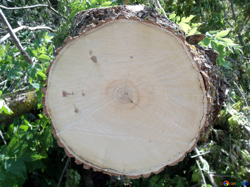 Cut down  tree №9610