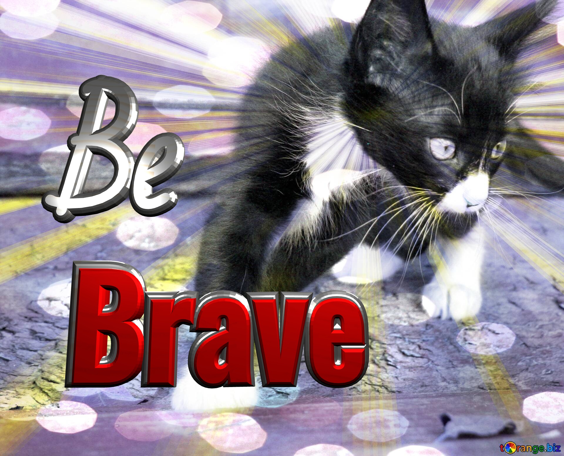 Brave Brave  Be  Kitten sunlight rays №0